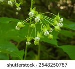 Asclepias exaltata | Poke Milkweed | Native North American Woodland Wildflower