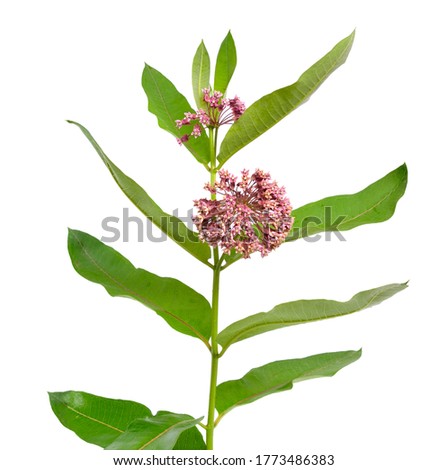 Asclepias syriaca, commonly called common milkweed, butterfly flower, silkweed, silky swallow-wort, and Virginia silkweed. Isolated on white.