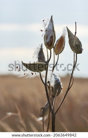 Asclepias syriaca known as common milkweed or butterfly flower in mature stage in field