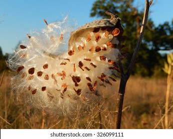 Asclepias Syriaca - Spreading Seeds