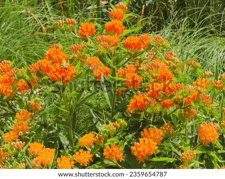 Asclepias tuberosa | Butterfly weed ornamental plant with rounded umbels of orange and reddish flowers at top of straight hairy stems bearing green lanceolate narrow leaves in spirals
