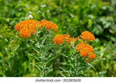 Asclepias tuberosa is commonly known as butterfly weed because butterflies attracted to the plant by its color and its copious production of nectar - Shutterstock ID 2013833630