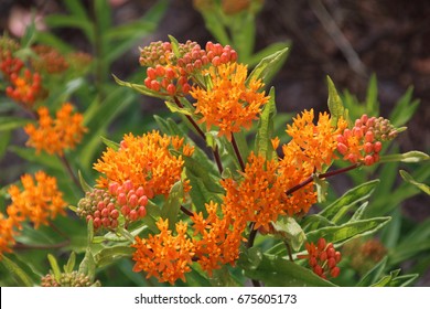 Asclepias tuberosa on Butterfly weed. Butterfly weed is a species of milkweed with clustered orange flowers from early summer to early autumn.