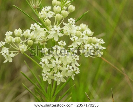 Asclepias verticillata (Whorled Milkweed) Native North American Prairie Wildflower