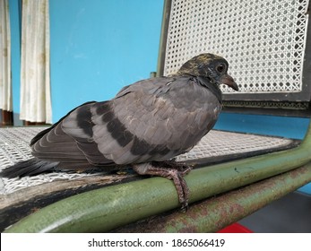 Ash Color Pigeon Images Stock Photos Vectors Shutterstock