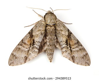 Ash Sphinx Moth (Manduca jasminearum) on a white background