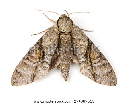 Ash Sphinx Moth (Manduca jasminearum) on a white background