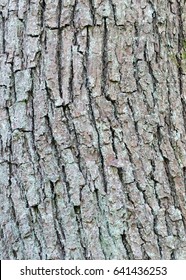 Ash Tree Bark With Cracks And Texture 