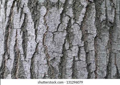 ash tree bark textural background.