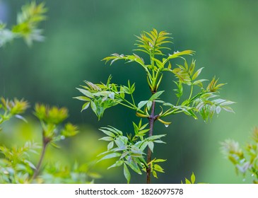 Ash Tree Or European Ash Tree, Fraxinus Excelsior, Leaves