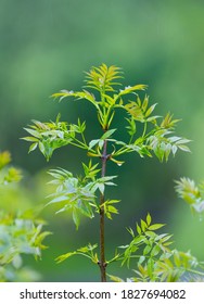 Ash Tree Or European Ash Tree, Fraxinus Excelsior, Leaves