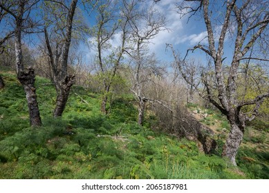 Ash Tree Forest In The Bosque De La Herreria, A Natural Park In The Municipality Of San Lorenzo De El Escorial, Province Of Madrid, Spain