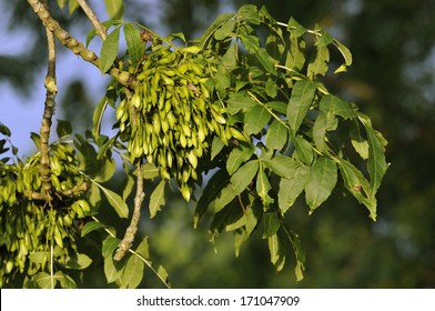 Ash Tree Keys in summer - Fraxinus excelsior