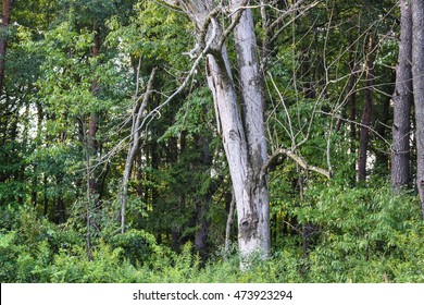 Ash Tree Killed By The Invasive Emerald Ash Borer.