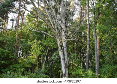 Ash Tree Killed By The Invasive Emerald Ash Borer.