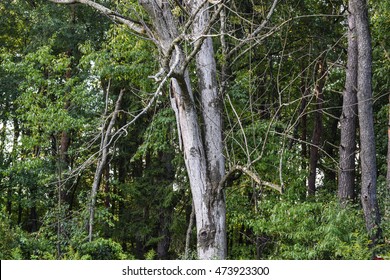 Ash Tree Killed By The Invasive Emerald Ash Borer.