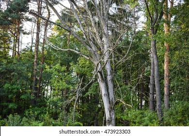 Ash Tree Killed By The Invasive Emerald Ash Borer.