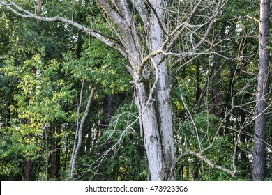 Ash Tree Killed By The Invasive Emerald Ash Borer.