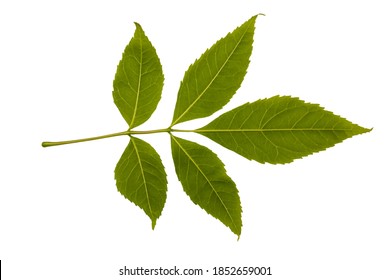 Ash Tree Leaf Isolated On White Background. Herbarium Series