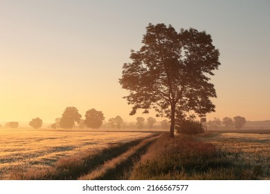 Ash tree next to dirt road in foggy weather during sunrise. - Powered by Shutterstock