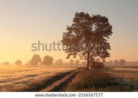 Ash tree next to dirt road in foggy weather during sunrise.