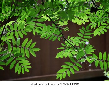 Ash Tree Sapling leaves and Branches