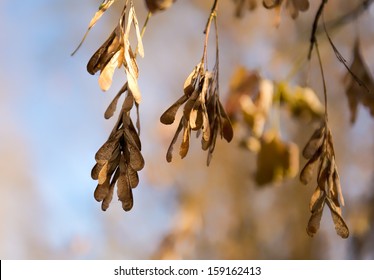 Ash Tree Seeds