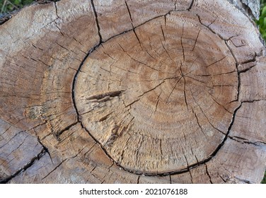 Ash Tree Stump, Top View. A Textured Cut Of A Light Ash Tree, With Veins, Spots, Cracks. Textured Background.