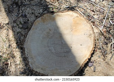 Ash Tree Stump Unfortunately Died Because Of The Emerald Ash Borer