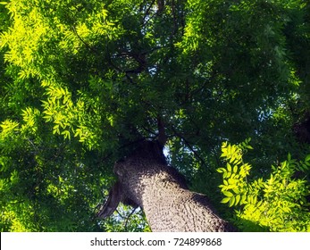 Ash tree in summer
