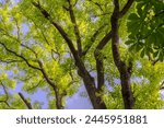 Ash trees against the blue sky in spring. Trees (ashes) with fresh green leaves on a spring afternoon. A single branch of a chestnut tree is visible. 