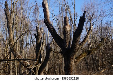 Ash Trees Damaged By The Emerald Ash Borer Beetle