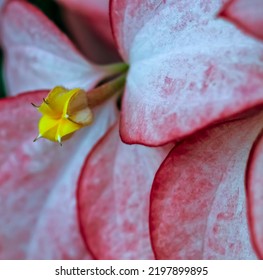 Ashanti Blood Bloom . Macro Image