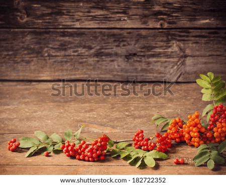 Rowan berry. Mountain ash. Summer tree. Berry background.