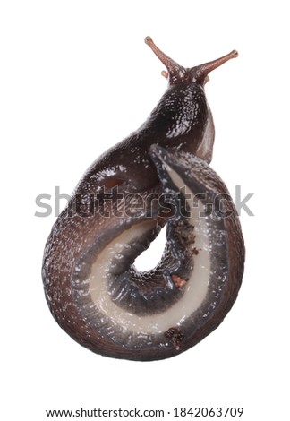 Ash-black Slug (Limax cinereoniger) isolated on white background