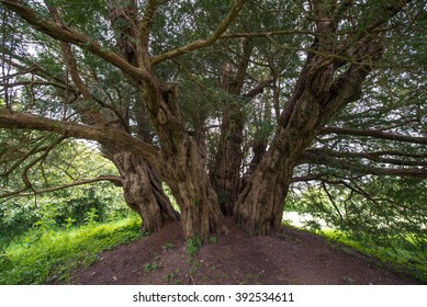 Ashbrittle Yew Tree