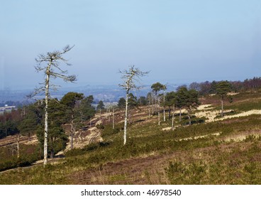 Ashdown Forest