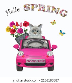 A Ashen Cat With A Basket Of Flowers Is Driving A Pink Car. Hello Spring. White Background. Isolated.