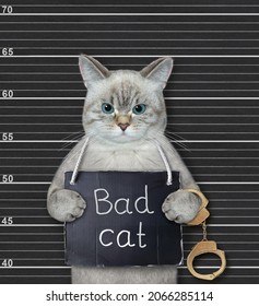 1,288 Cat criminal Images, Stock Photos & Vectors | Shutterstock