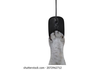 An ashen cat paw is lying on a black wired computer mouse on the desk. White background. Isolated.