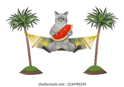 An ashen cat is resting and eating watermelon in a hammock between palm trees. White background. Isolated.