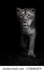 Ashen white, ashen moonlit night lioness in darkness with bright ebony eyes. Black-beast with colored eyes
