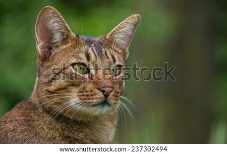 A Ashera or Savannah. A crossing between an ordinary house cat, an Serval and a Bengal tigercat.