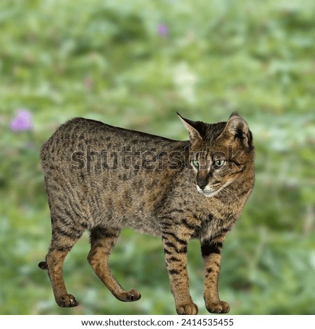 A Ashera or Savannah. A crossing between an ordinary house cat, an Serval and a Bengal tigercat.Ashera cat one of the most expensive breeds of cats in the world,considered the most expensive cat breed