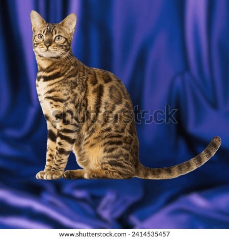 A Ashera or Savannah. A crossing between an ordinary house cat, an Serval and a Bengal tigercat.Ashera cat one of the most expensive breeds of cats in the world,considered the most expensive cat breed