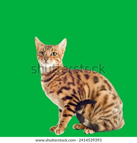 A Ashera or Savannah. A crossing between an ordinary house cat, an Serval and a Bengal tigercat.Ashera cat one of the most expensive breeds of cats in the world,isolated on green background.