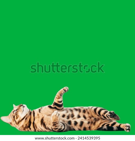 A Ashera or Savannah. A crossing between an ordinary house cat, an Serval and a Bengal tigercat.Ashera cat one of the most expensive breeds of cats in the world,isolated on green background.