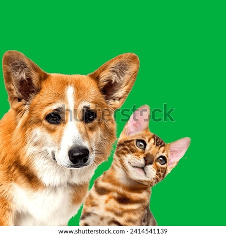 A Ashera or Savannah. A crossing between an ordinary house cat, an Serval and a Bengal tigercat.Ashera cat one of the most expensive breeds of cats in the world,isolated on green background with dog.