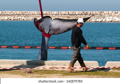 ASHKELON - FEB 03 2008: 15-meter female whale died in Ashkelon harbor. The whale died due to deep wounds to its head and tail. It took two cranes to remove it from the harbor.