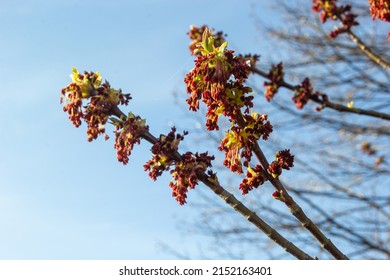 Ash-leaved Maple, Acer Negundo, Manitoba Maple, Maple Ash. Flowering Boxelder Maple.